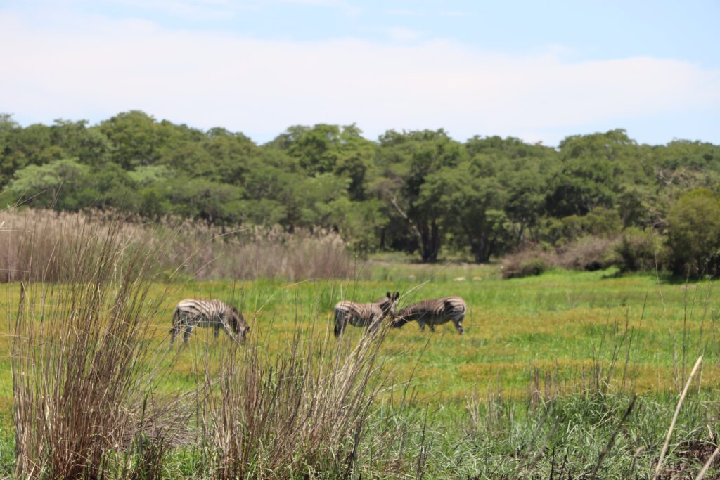 Volunteer at Mukuvisi Woodlands